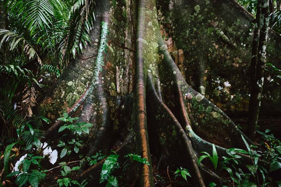 Manu National Park Tours from Cusco 5 Days - Day 3: Parrots, medicinal plants, and a jungle sunset