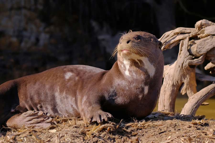 Manu National Park Tours from Cusco 5 Days - Day 5: The long road back to Cusco