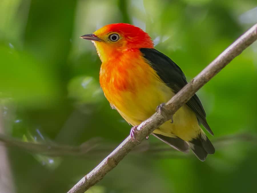 Manu National Park Tours from Cusco 5 Days - The guide and group experience
