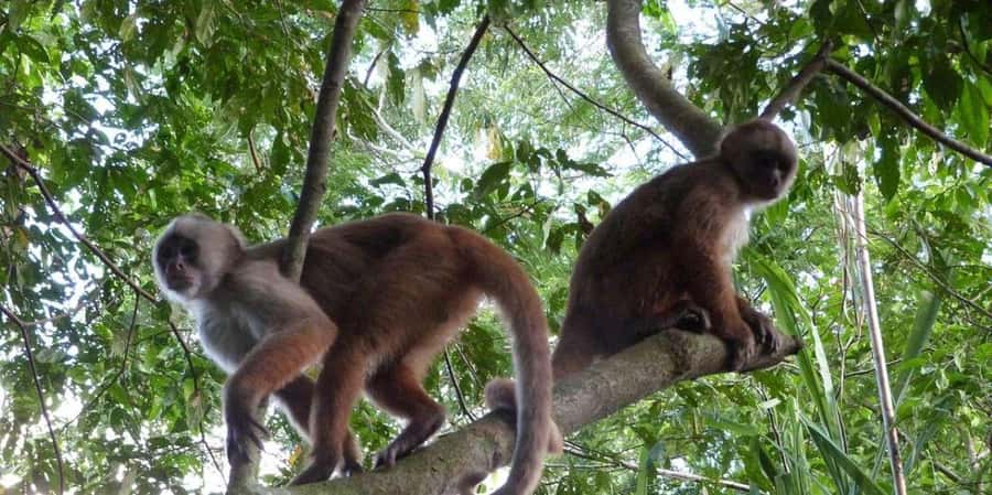 Monkey Island + Lake Sandoval 2D/1N - Key Points Before You Book
