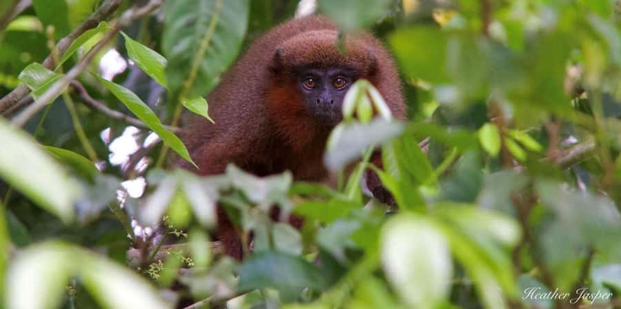 Monkey Island + Lake Sandoval 2D/1N - Monkey Island Across the Madre de Dios River