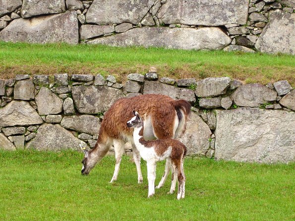 Mystical Journey: 2-Day Private Adventure to Machu Picchu - Day one: from Cusco to Ollantaytambo by train