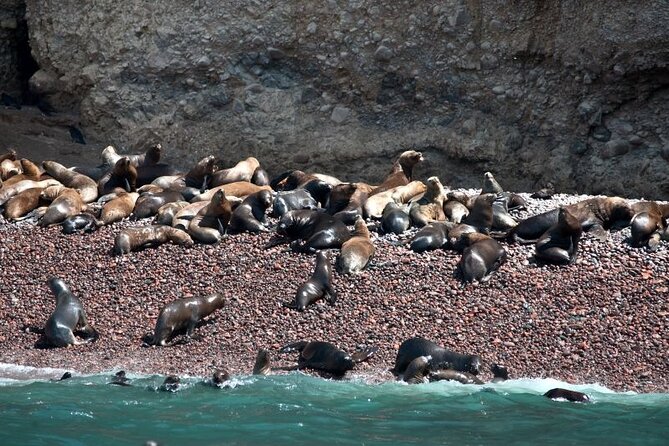 Nazca Lines & Ballestas Islands Private Tour Bus&Flight from Lima - Ballestas Islands: Peru’s noisy little wildlife kingdom
