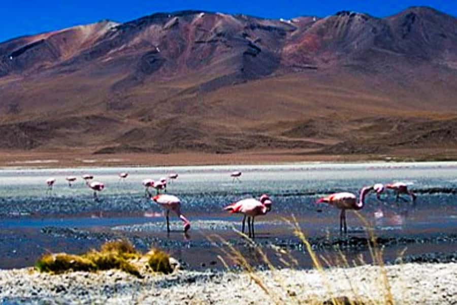 Offer Price Tour Salinas Lagoon and National Reserve 8 hours - Camelids and high Andean birds