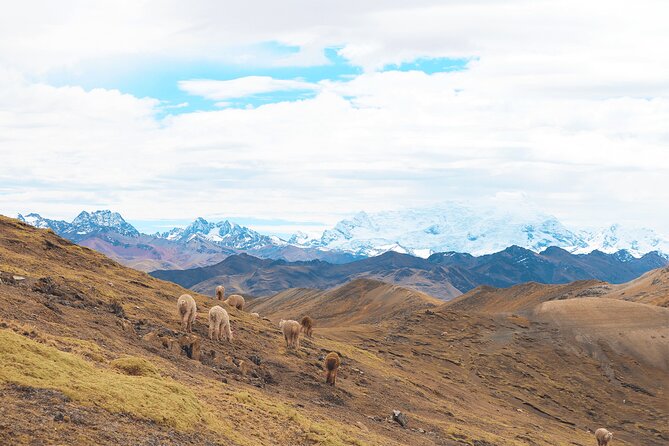 Palccoyo Rainbow Mountain Full Day Tour from Cusco - Lunch, return transport, and the real value of $65