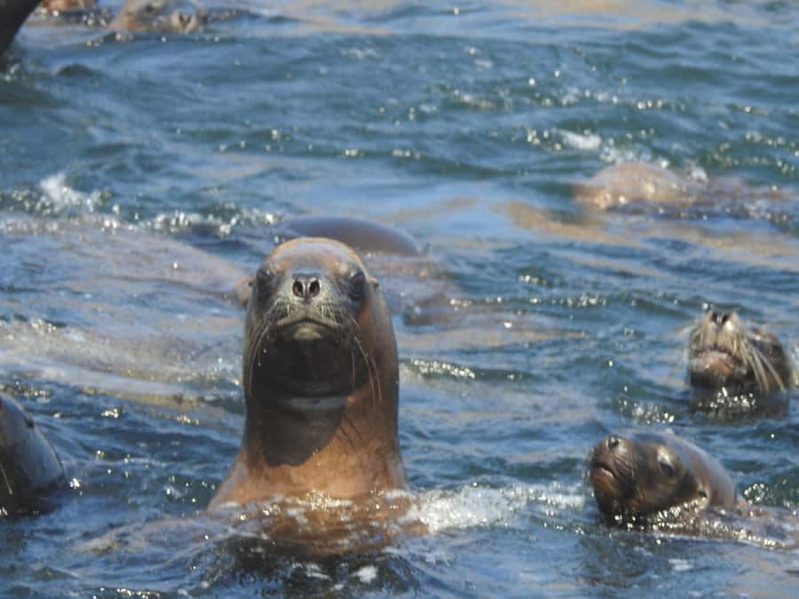 Palomino Islands Yacht Tour and swim alongside the sea lions - Why the Palomino Islands trip is worth your morning