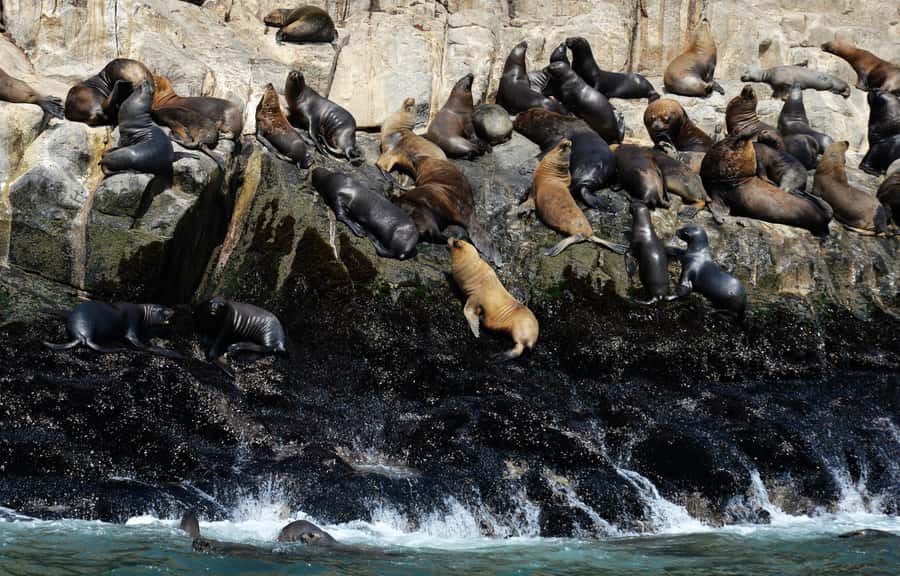 Palomino Islands Yacht Tour and swim alongside the sea lions - Returning to Callao and Lima