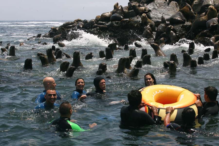 Palomino Islands Yacht Tour and swim alongside the sea lions - Pickup from Lima to Plaza Grau in Callao