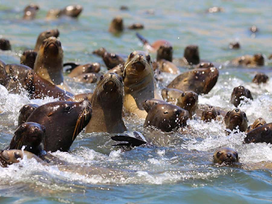Paracas: Ballestas Islands and Candelabra of Paracas Boat - Key points to know before you go