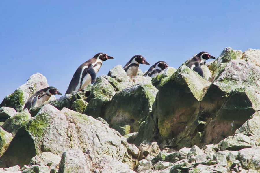 Paracas: Ballestas Islands and Candelabra of Paracas Boat - Why this short Paracas trip earns a place in your plans