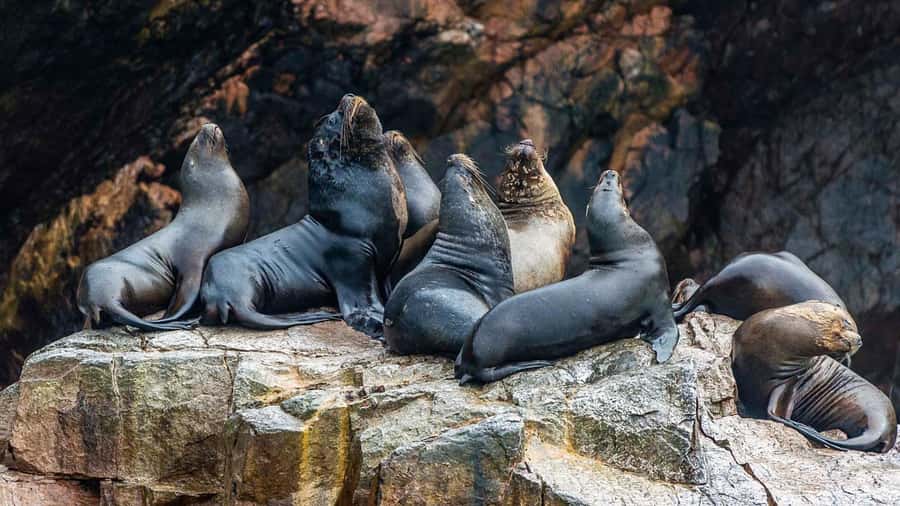 Paracas: Ballestas Islands and Candelabra of Paracas Boat - Who will enjoy this experience most?