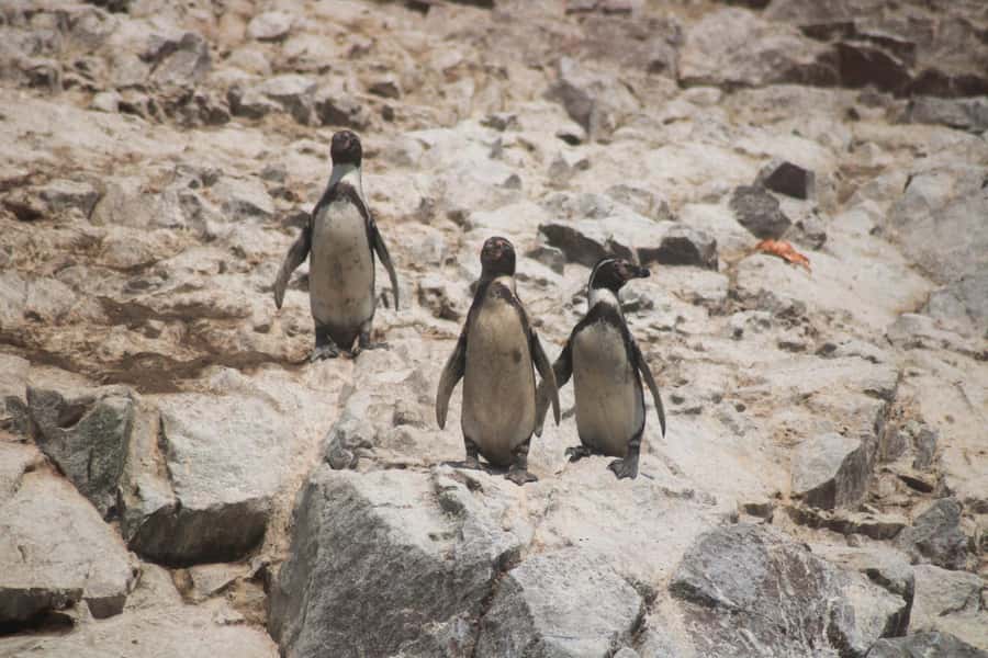 PARACAS: BALLESTAS ISLANDS AND NATIONAL RESERVE - Starting beside Plazuela del Chaco