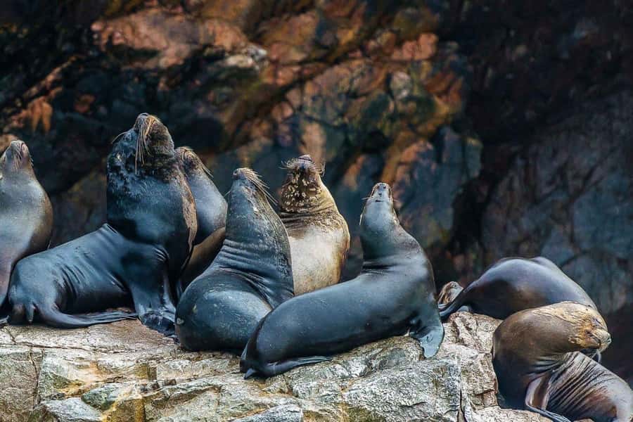 Paracas: Ballestas Islands Boat tour - Islas Ballestas - What the two-hour schedule really gives you