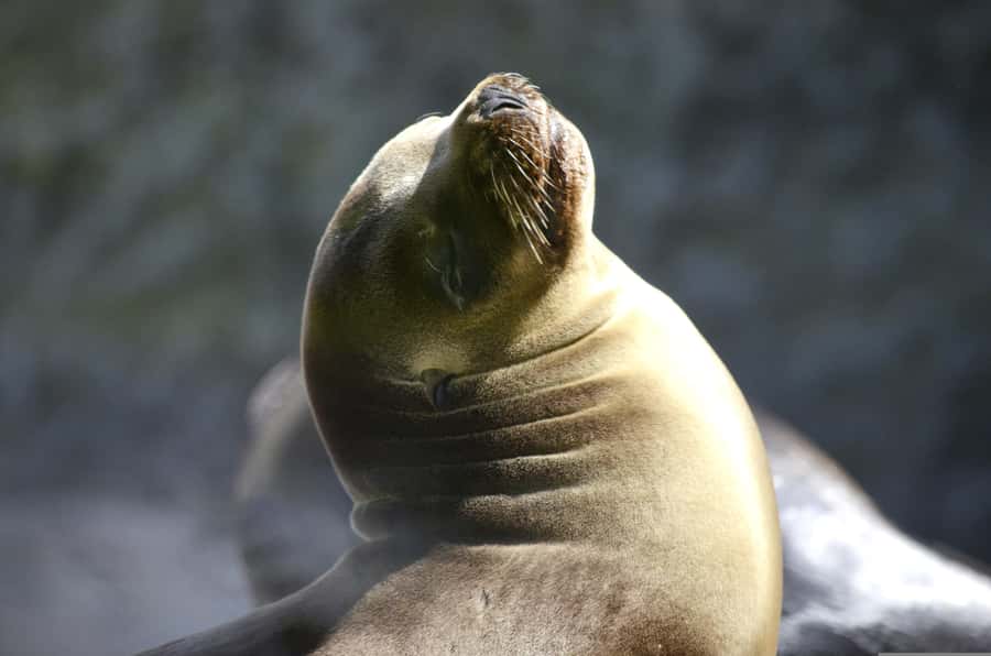 Paracas: Ballestas Islands Boat tour - Islas Ballestas - Who will enjoy this experience most?