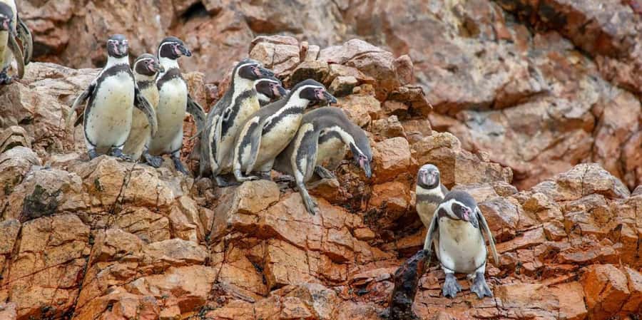 Paracas: Ballestas Islands Boat tour - Islas Ballestas - The Candelabro appears before the islands