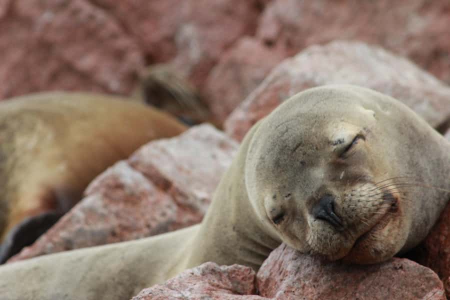 Paracas: Ballestas Islands Guided Boat Tour - Why the Ballestas Islands make a strong Paracas outing