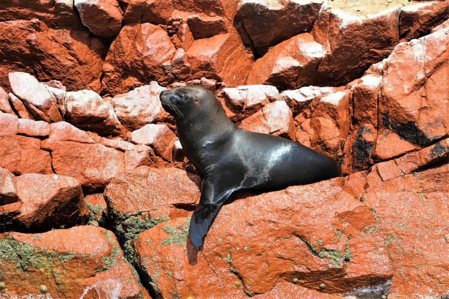 Paracas: Ballestas Islands Guided Boat Tour - Natural arches, caves, and close boat viewing