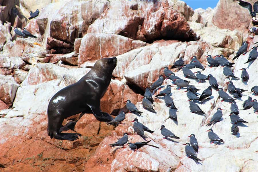 Paracas: Ballestas Islands Guided Boat Tour - Who should book this tour