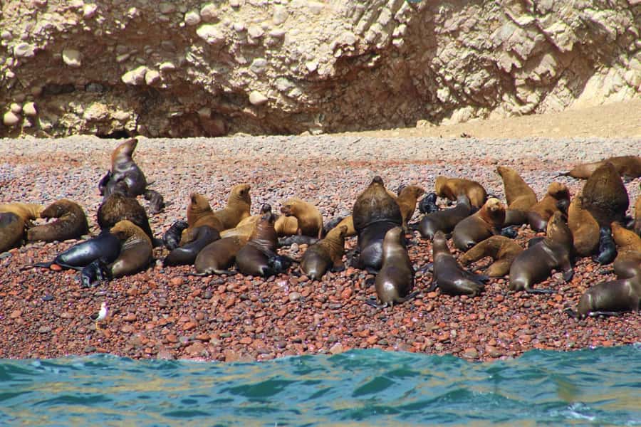 Paracas: Ballestas Islands Guided Boat Tour - Practical ways to enjoy the two hours
