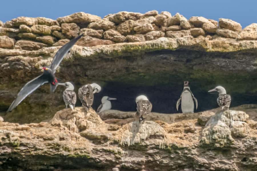 Paracas: Ballestas Islands Morning Boat Tour - Why this short Paracas trip is worth your morning