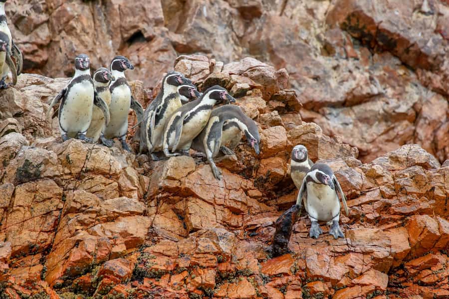 Paracas: Ballestas Islands Morning Boat Tour - First stop: El Candelabro after 10 minutes