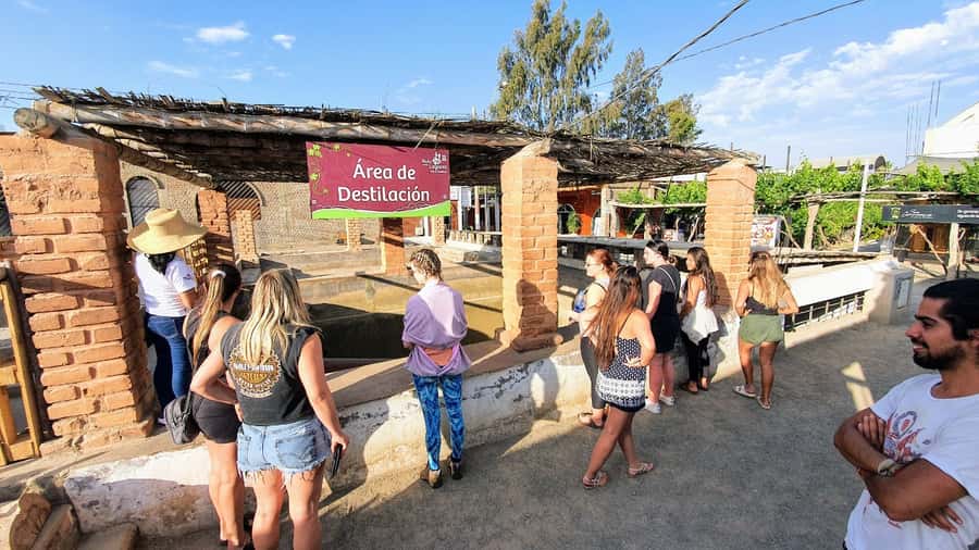 Paracas or Pisco: Private Huacachina Oasis Tour & Buggy Ride - The Ica winery stop and a taste of pisco