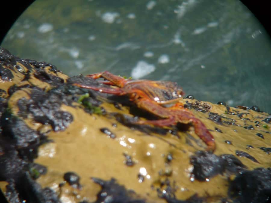 Paracas:Private Tours Paracas National Reserve all inclusive - A short flamingo walk adds a wildlife moment