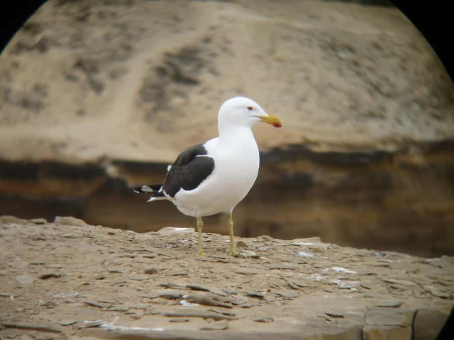 Paracas:Private Tours Paracas National Reserve all inclusive - Lagunillas brings together salt, birds, and sea