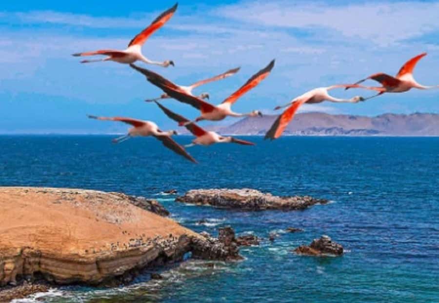 PARACAS|| Sunset trekking in the Paracas National Reserve - Key points to know before booking