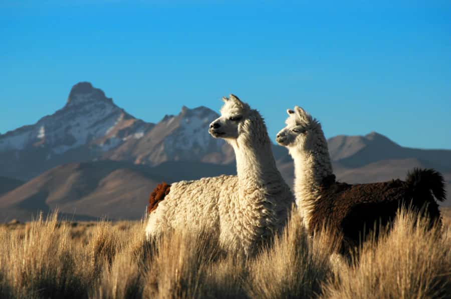 Pisaq, Ollantaytambo, Chinchero - Sacred Valley Experience - What to bring and how to make the day better