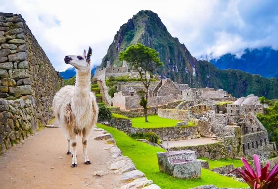 Private Guide in Machu Picchu for 3 Hours - English, Spanish, and the value of a local guide