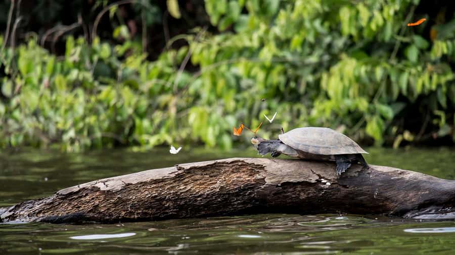 Puerto Maldonado: 2-Day Peruvian Tambopata Jungle Trip - The 190-meter zip line through the forest