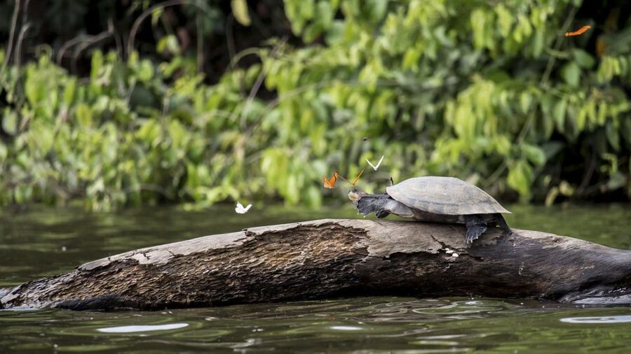 Puerto Maldonado: 2-Day Peruvian Tambopata Jungle Trip - Searching the Madre de Dios River for caimans