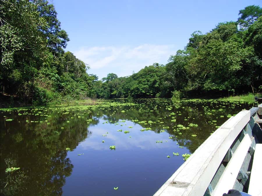 Puerto Maldonado: 2-Day Peruvian Tambopata Jungle Trip - The 1.5-hour walk to Lake Sandoval