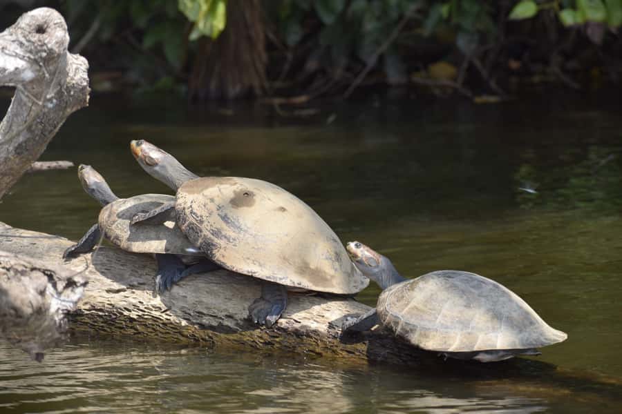 Puerto Maldonado: 4-Day Tambopata Rainforest Tour - What makes this Tambopata tour worth considering