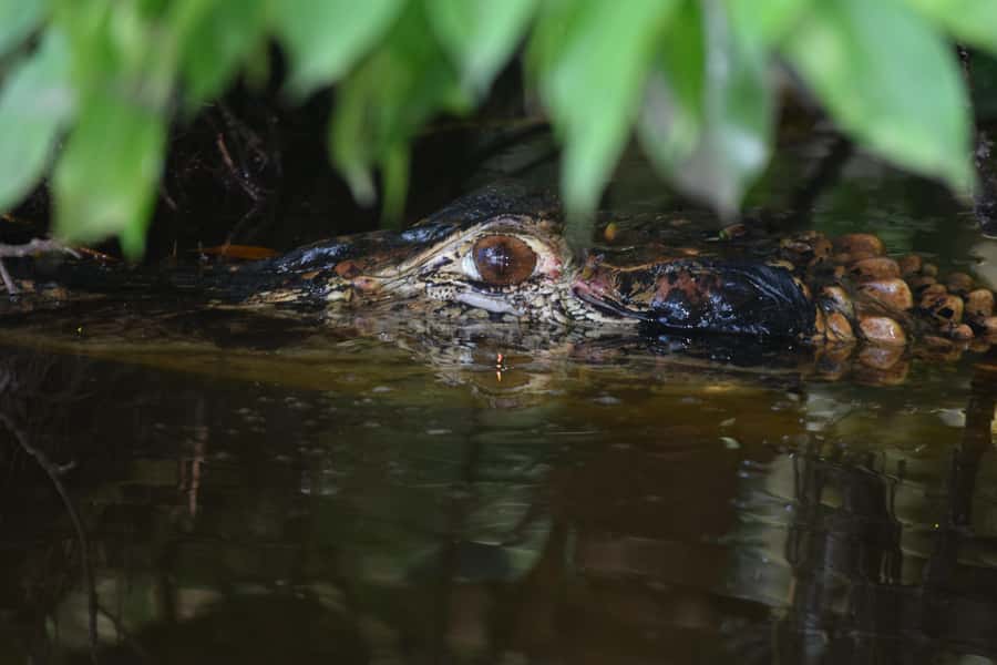 Puerto Maldonado: 4-Day Tambopata Rainforest Tour - A practical start from Puerto Maldonado
