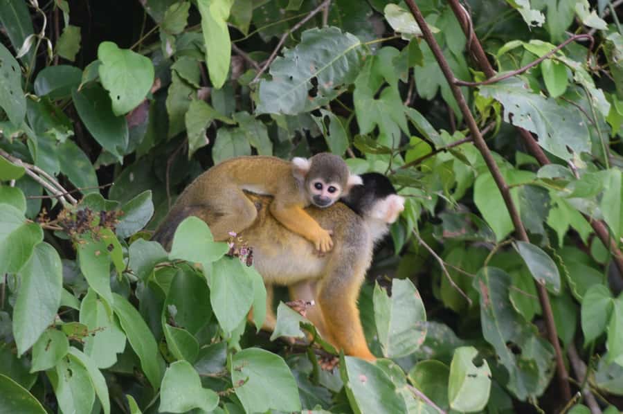 Puerto Maldonado: 4-Day Tambopata Rainforest Tour - Day 2: sloths, caimans, and Lake Sandoval