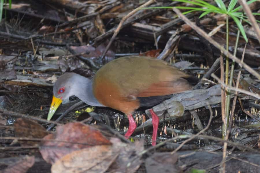 Puerto Maldonado: 4-Day Tambopata Rainforest Tour - Day 4: the 5:25 am clay lick