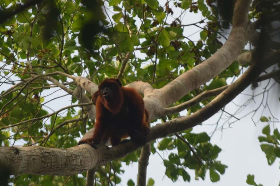 Puerto Maldonado: 4-Day Tambopata Rainforest Tour - Food, drinks, and daily comfort
