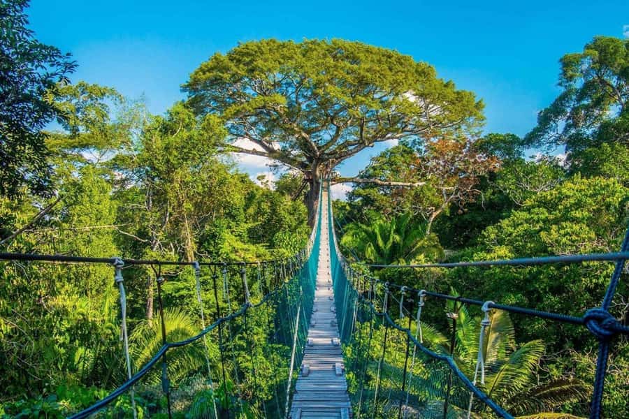 Puerto Maldonado: Jungle Adventure |Zipline + Canopy + Kayak - A full day on the Madre de Dios River