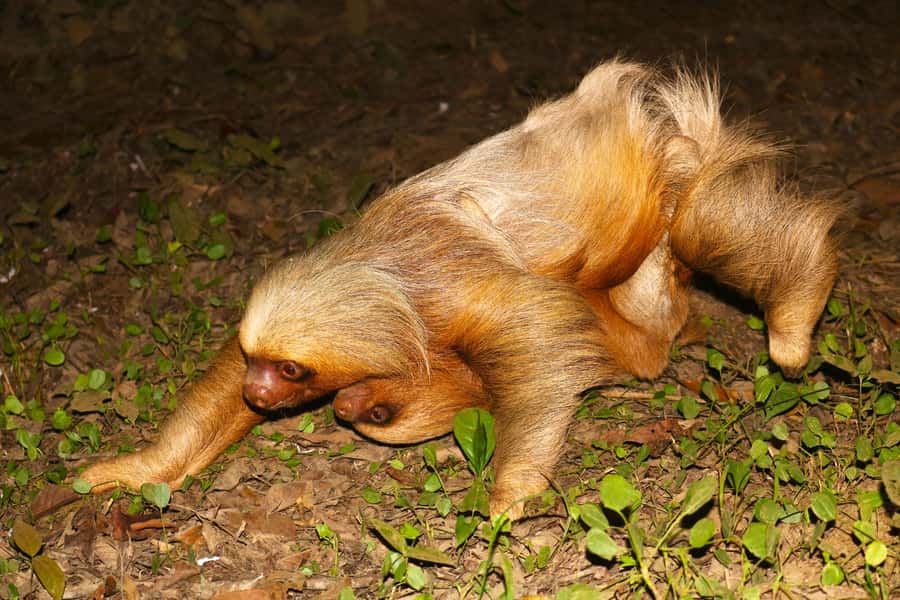 Puerto Maldonado: Jungle Night Tour with Sloths & Tarantulas - Practical preparation for a better evening
