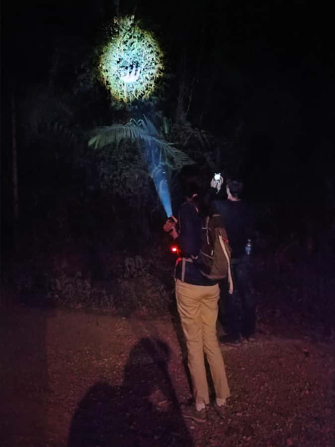 Puerto Maldonado: Jungle Night Tour with Sloths & Tarantulas - Looking for tarantulas and spiders