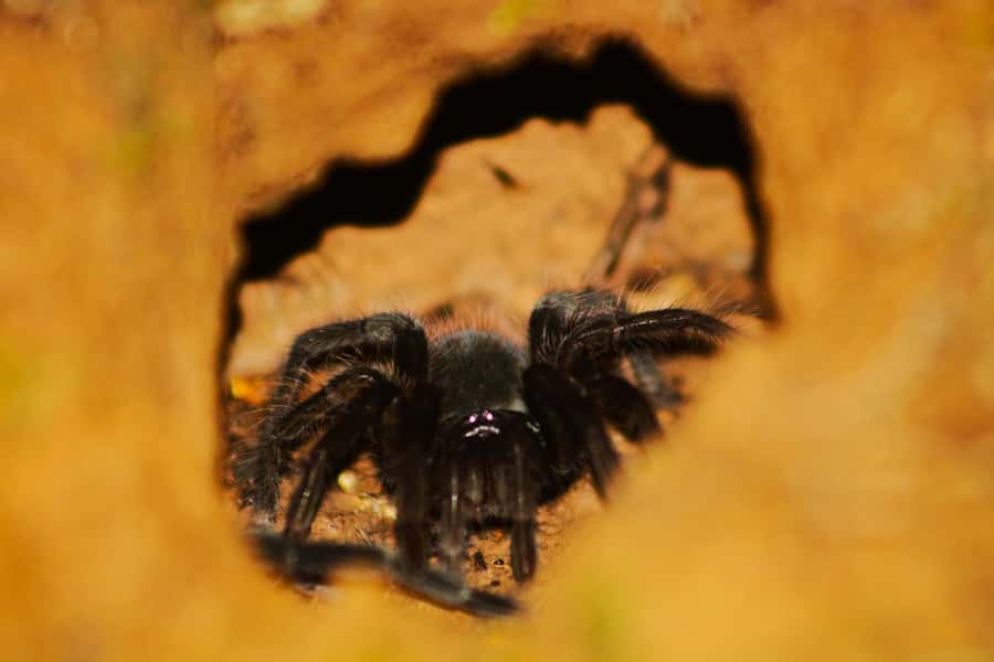 Puerto Maldonado: Jungle Night Tour with Sloths & Tarantulas - Hoping for a sloth, night monkey, or caiman