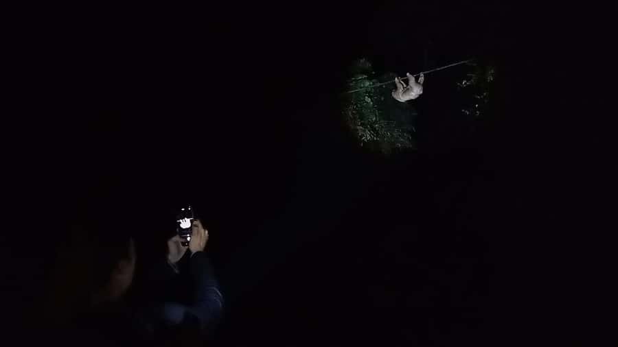 Puerto Maldonado: Jungle Night Tour with Sloths & Tarantulas - Fireflies, frogs, snakes, and the night sky