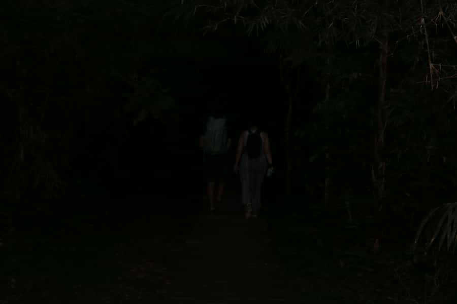 Puerto Maldonado: Jungle Night Tour with Sloths & Tarantulas - What the $45 price really covers