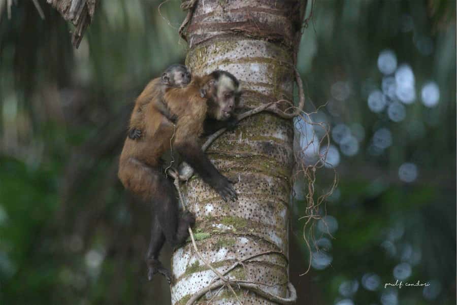 Puerto Maldonado: Sandoval Lake 4-Day, 3-Night Guided Tour - A 5:30 a.m. canopy walk above the forest