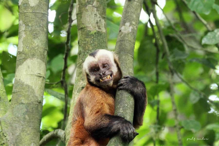 Puerto Maldonado: Sandoval Lake 4-Day, 3-Night Guided Tour - Food, language, group size, and comfort