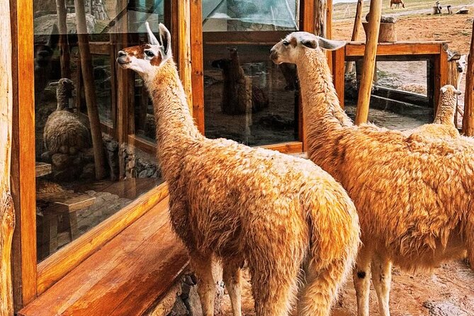 Quad bikes in Moray and Salineras and Picnic with llamas - Starting at Cruzpata with safety first