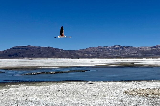 Salinas National Reserve PRIVATE TOUR - Wildlife to watch for at 4,400 meters