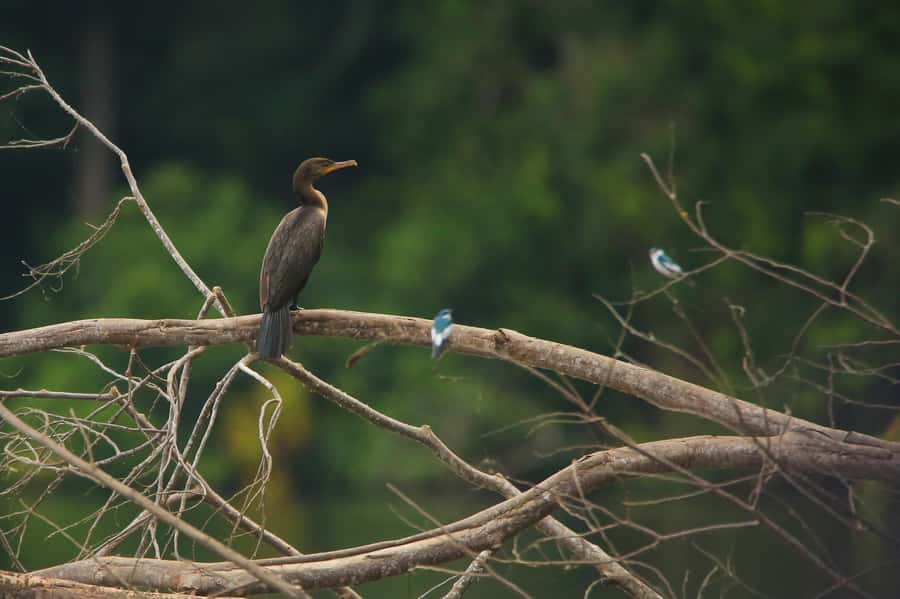 Sandoval Lake & Parrot Clay lick 3 Days/2 Nights - Key points to know before booking